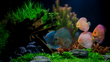 Helpful Fish Keeping Tips: What Every Aquarist Should Know