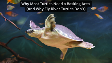 Why Most Turtles Need a Basking Area (And Why Fly River Turtles Don’t)