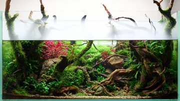 Finding the Perfect Driftwood for Your Aquarium