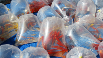 Freshwater Fish Acclimation Guide ideal for customers receiving shipped fish