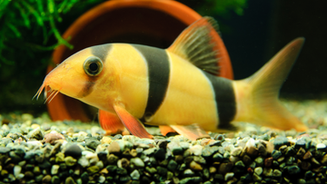 Clown Loach Care Guide: Everything You Need to Know