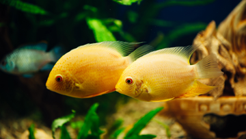 Creating a Thriving Tank for Severums