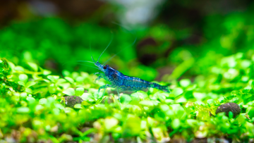 Post-Shipping Care for Live Aquatic Plants: Ensuring a Healthy Start