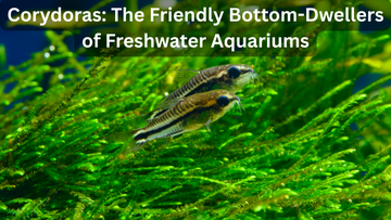Corydoras: The Friendly Bottom-Dwellers of Freshwater Aquariums