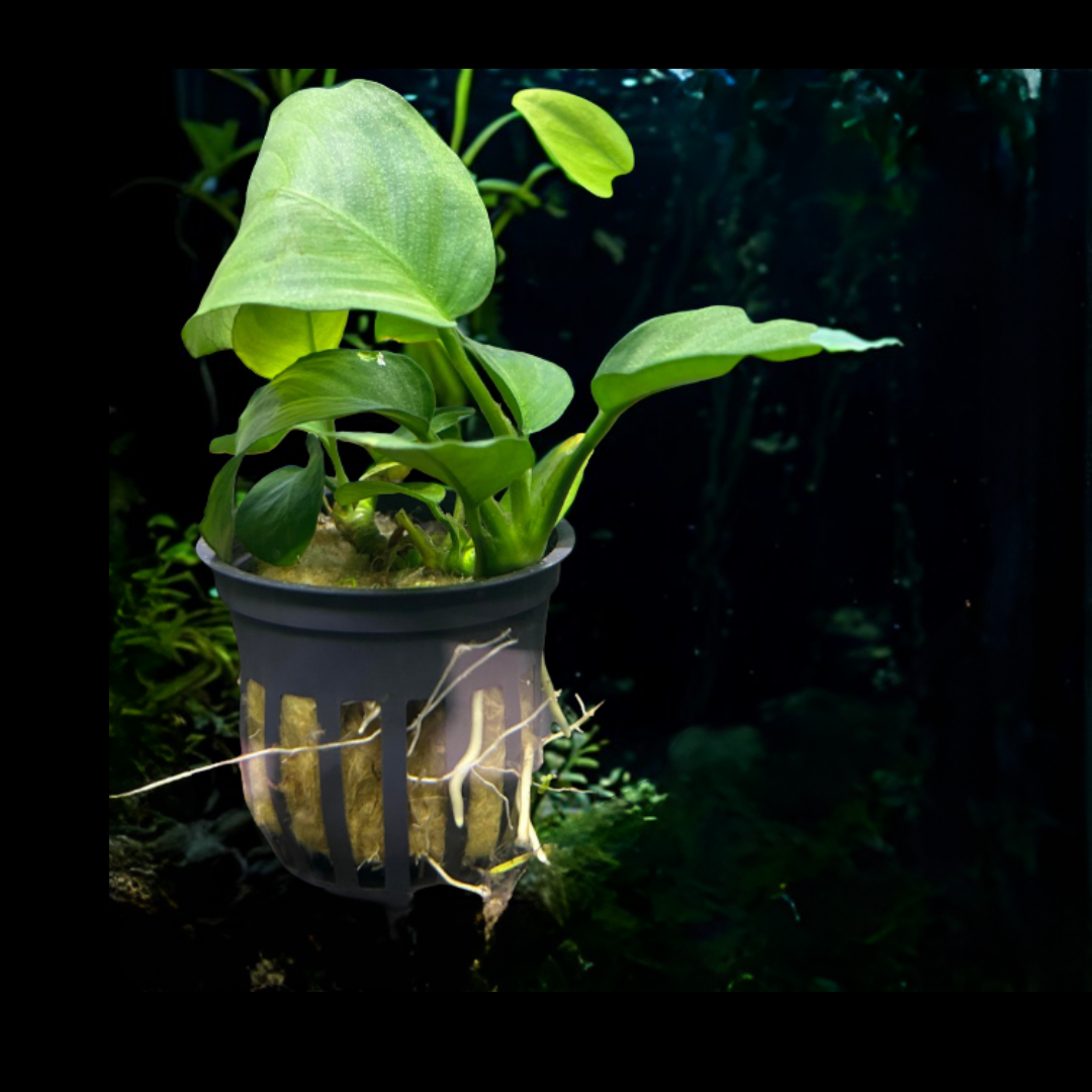 Anubias Barteri Round Leaf – Hardy, Low-Light Aquarium Plant - Low Light Aquarium Plant Pruning Tips