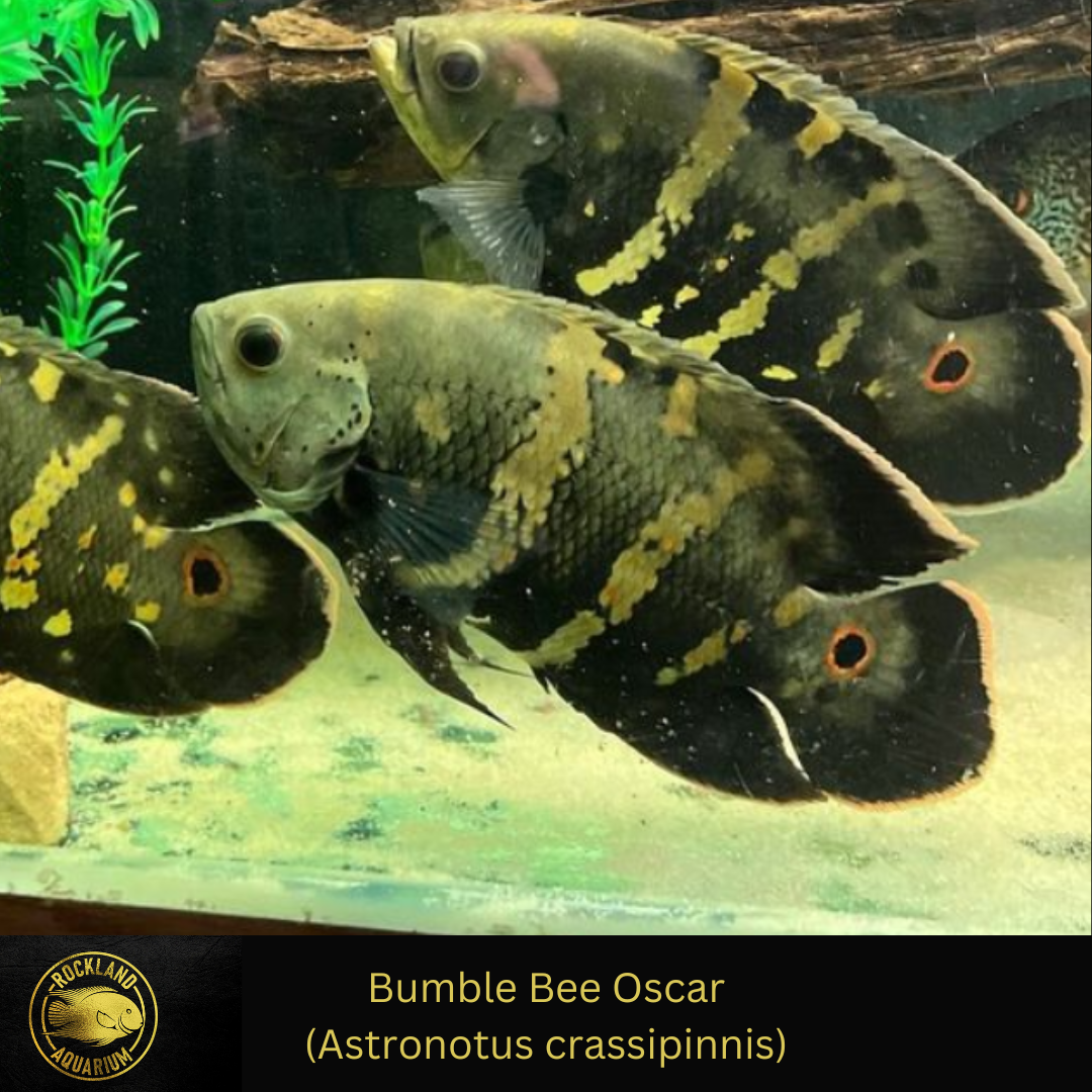 Bumble Bee Oscar - Astronotus crassipinnis - Live Fish