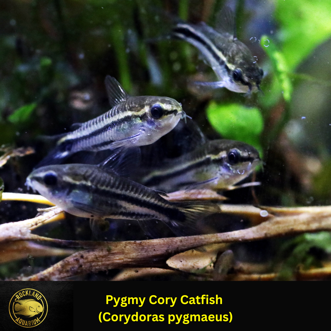 Pygmy Cory Catfish - Corydoras pygmaeus - Live Fish (.5" - .75") – Rockland  Aquarium