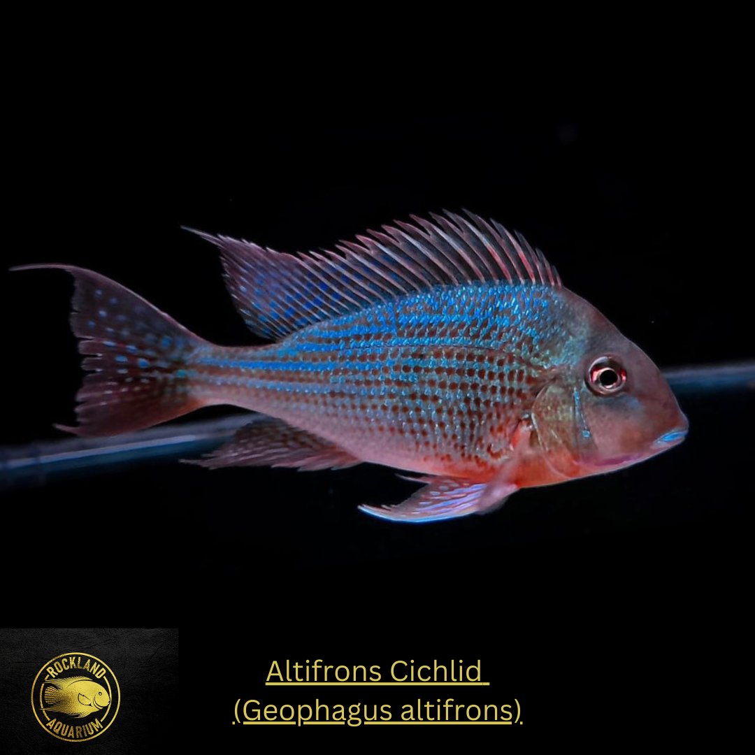 Altifrons Cichlid - Geophagus altifrons- Live Fish