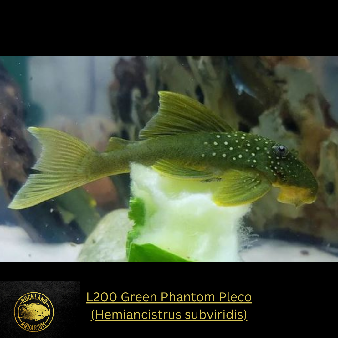 L200 Green Phantom  Pleco - Hemiancistrus sub. - Live Fish (One Item)