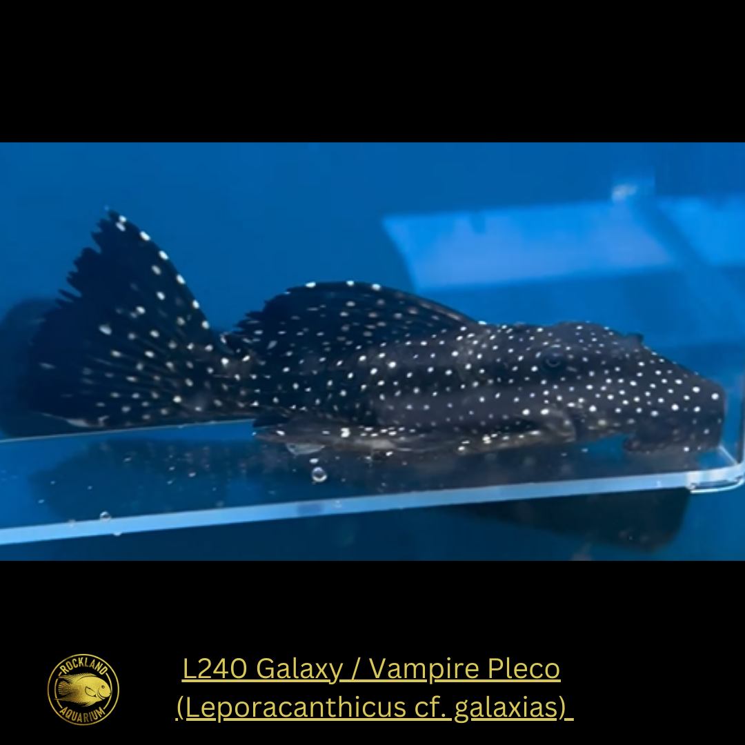 L240 Galaxy / Vampire Pleco (Leporacanthicus cf. galaxias) - Live Fish