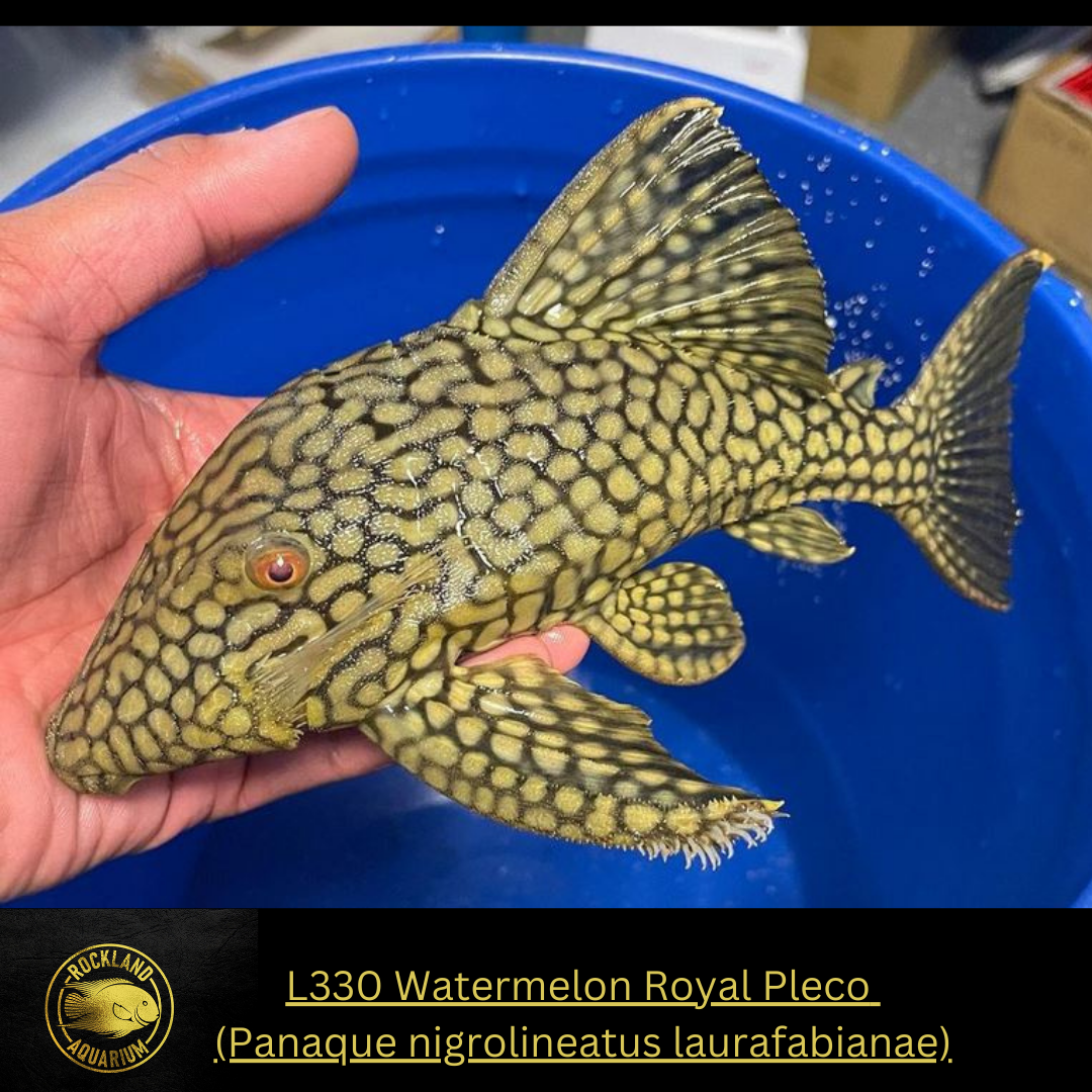 L330 Watermelon Royal Pleco - Panaque nigrolineatus- Live Fish