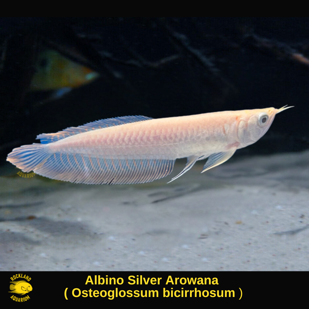 Silver Arowana