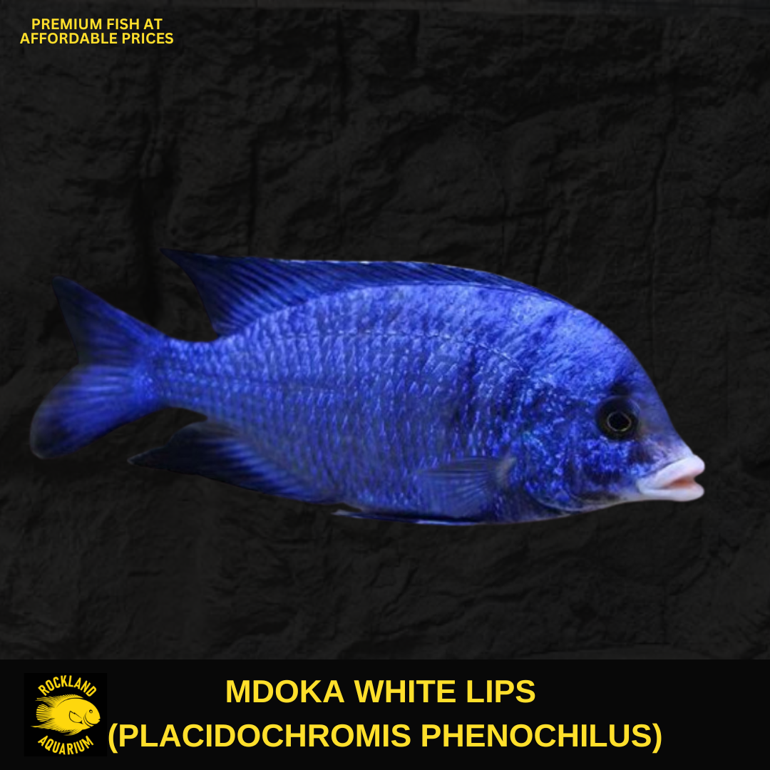 邦楽 1st DemoCD / Fish and Lips 邦楽 1st DemoCD / Fish and Lips 邦楽 Fish and Lips Demo CD 邦楽