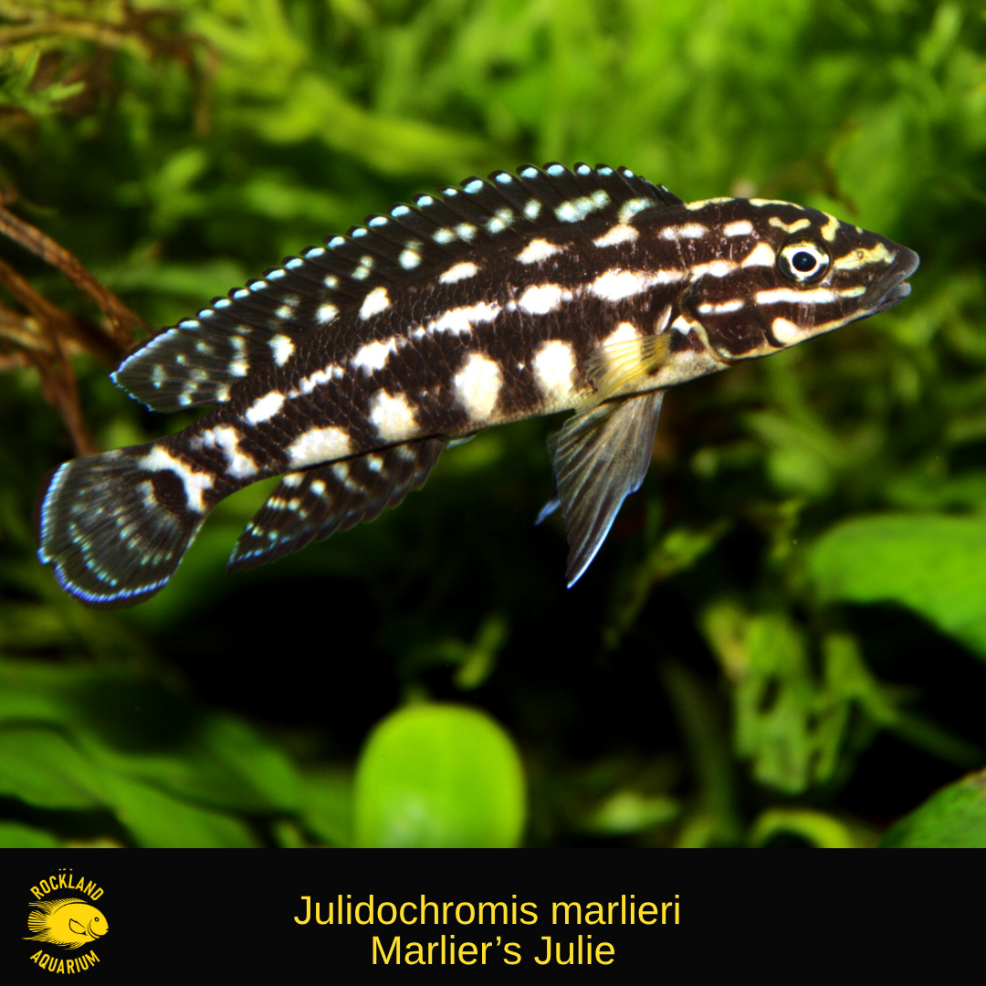 Julidochromis marlieri – Marlier's Julie Tanganyikan Cichlid - Live Fi