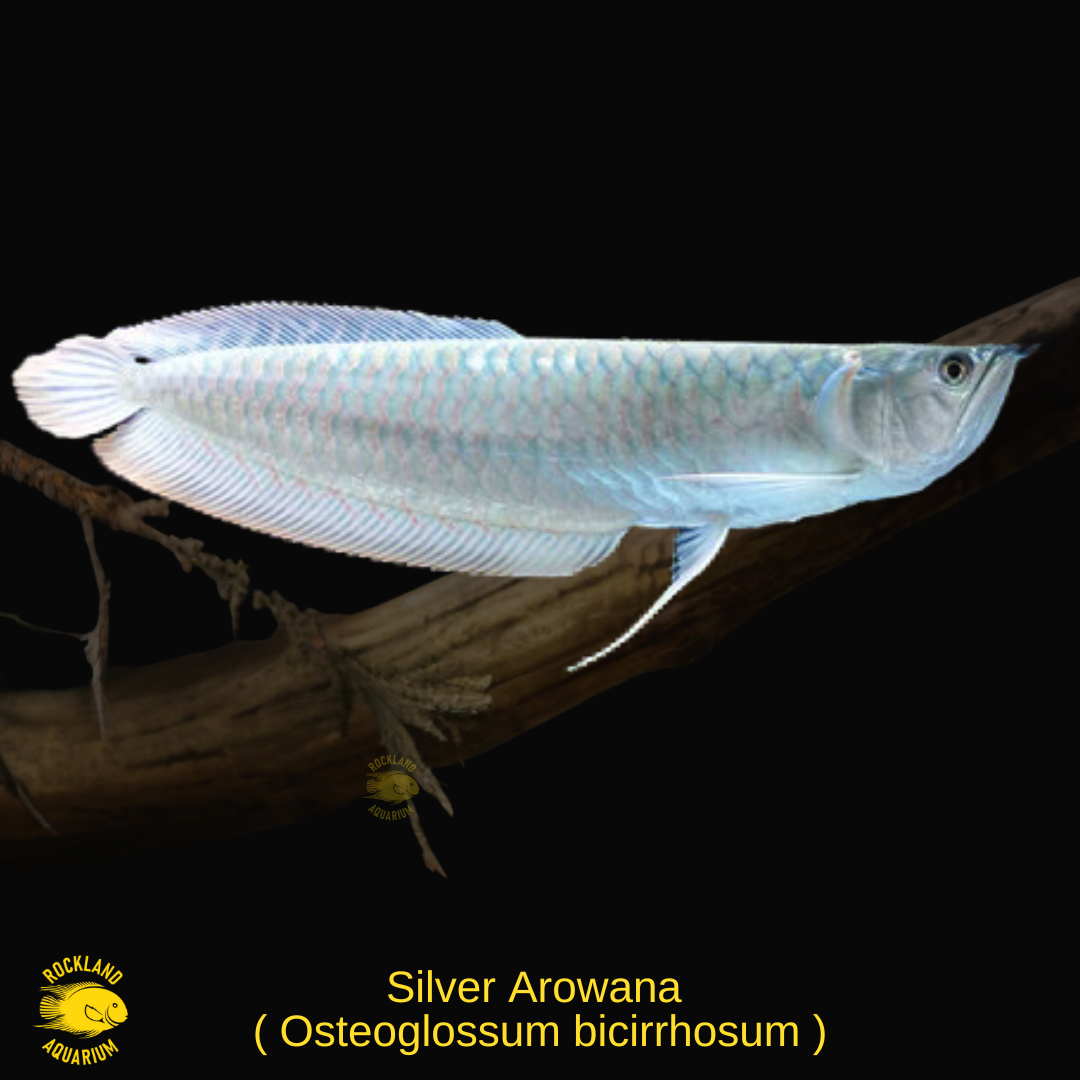 arowana様 なかなか淡水魚とは思えないカラフルな子達です。 They are