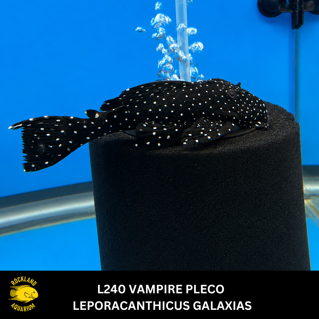 L240 or L29 Galaxy / Vampire Pleco - Leporacanthicus cf. galaxias - Li L240 or L29 Galaxy / Vampire Pleco - Leporacanthicus cf. galaxias - Li