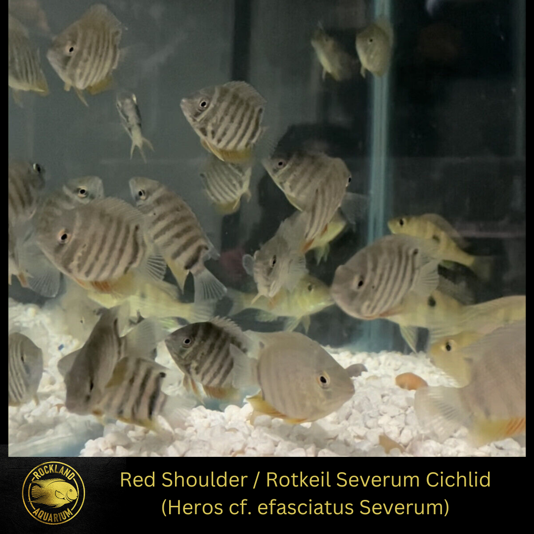 Red Shoulder Severum "Heros sp." Rotkeil Severum - Live Fish