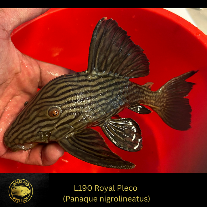 L190 Royal Pleco - Panaque nigrolineatus- Live Fish (7”+)