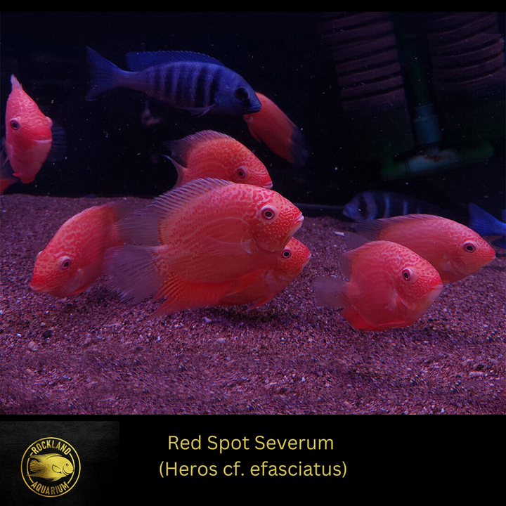 Red Spotted Severum Cichlid - Heros sp. - Live Fish
