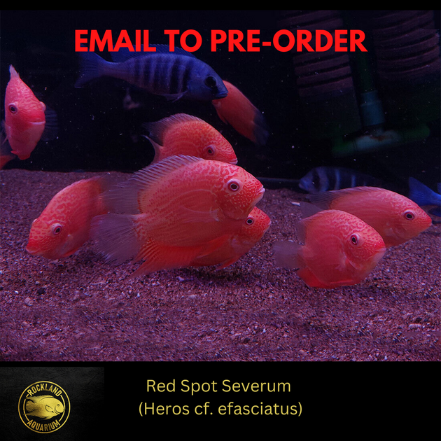 Red Spotted Severum Cichlid Heros sp. Live Fish (2" 2.5")
