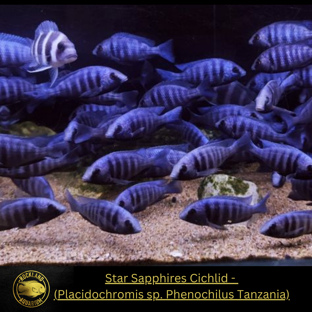 Star Sapphires Cichlid - Placidochromis sp. Phenochilus Tanzania - Live Fish
