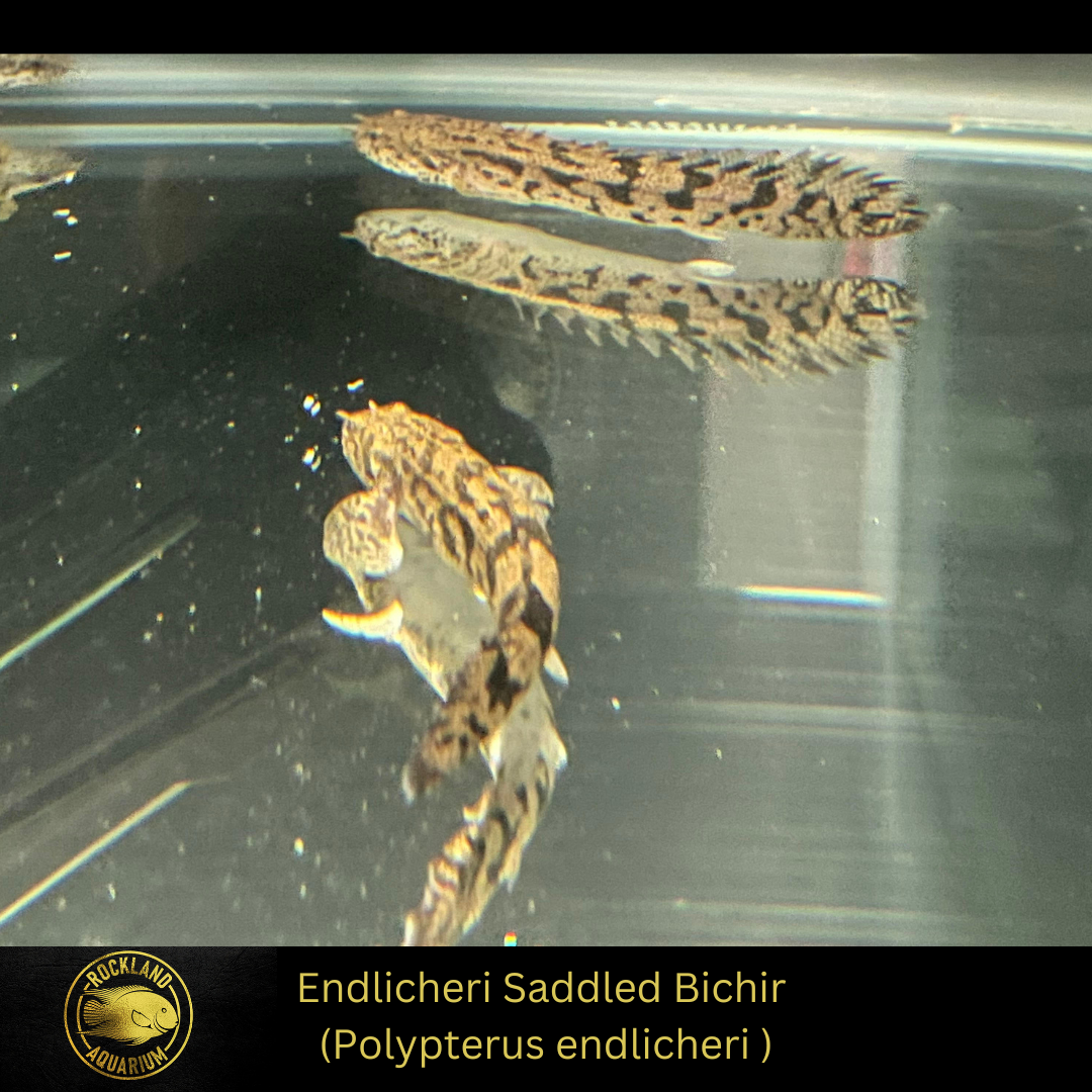 Endlicheri Saddled Bichir - Polypterus endlicheri - Live Fish