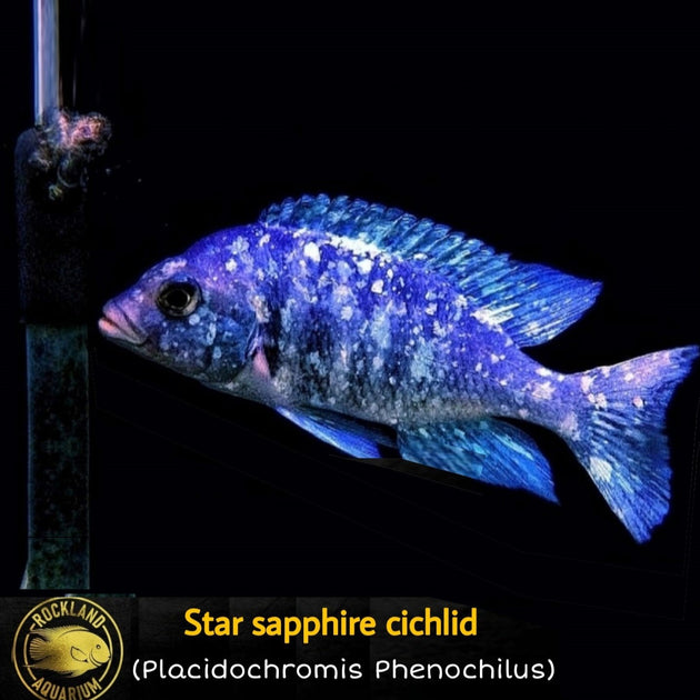 Star Sapphires Cichlid Placidochromis sp. Phenochilus Tanzania Liv