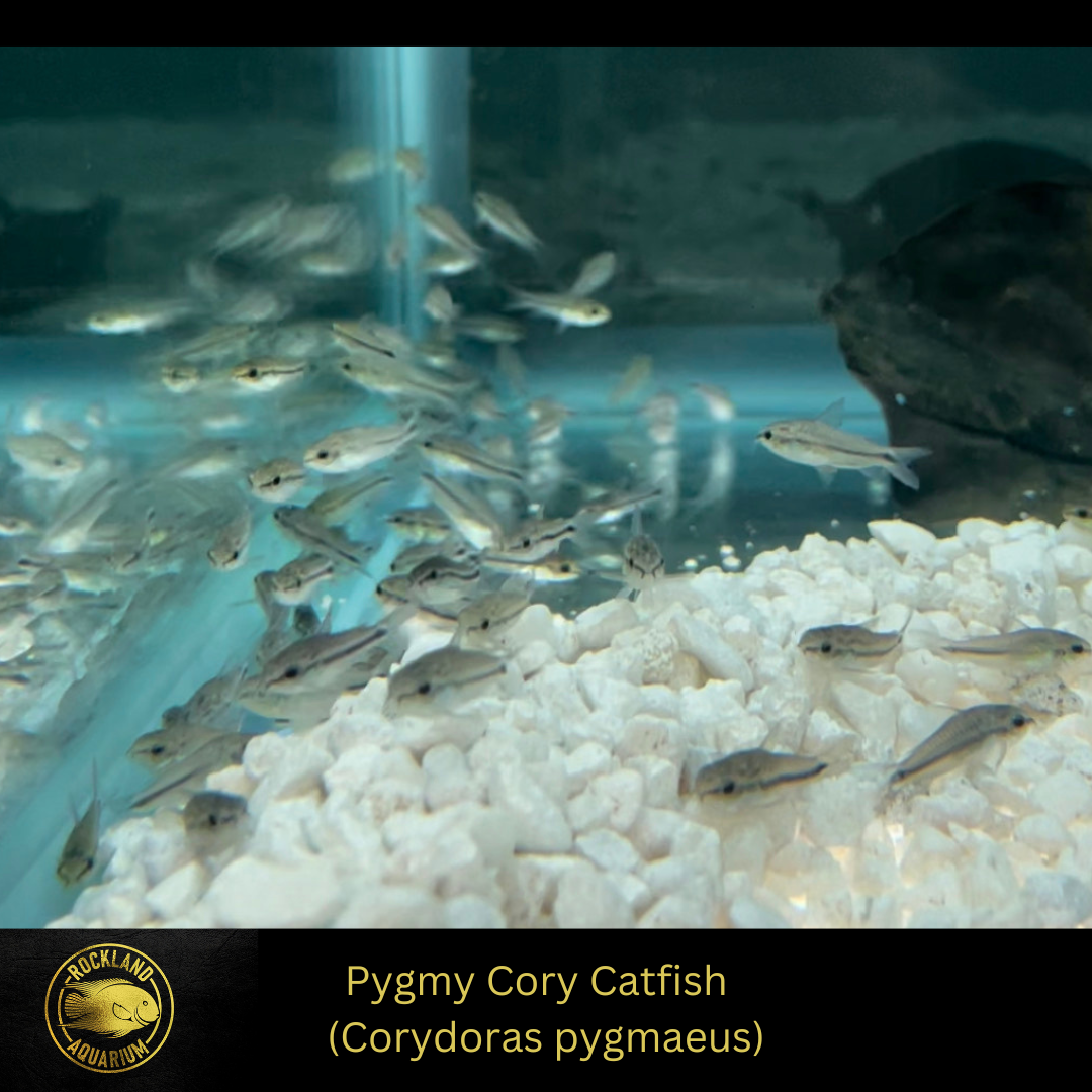 Pygmy Cory Catfish Corydoras pygmaeus Live Fish (.5" .75") Rockland Aquarium