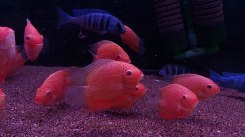 Red Spotted Severum Cichlid - Heros sp. - Live Fish