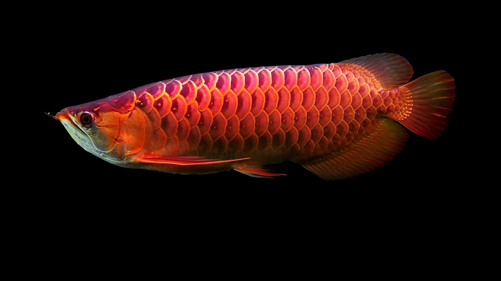 Why Is the Asian Arowana Illegal in the U.S.?