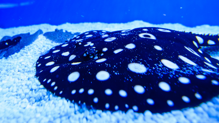 Owning Black Diamond Stingrays: What You Need to Know