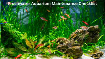 Freshwater Aquarium Maintenance Checklist