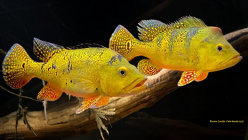 🐟 How to Care for Peacock Bass (Cichla Species)