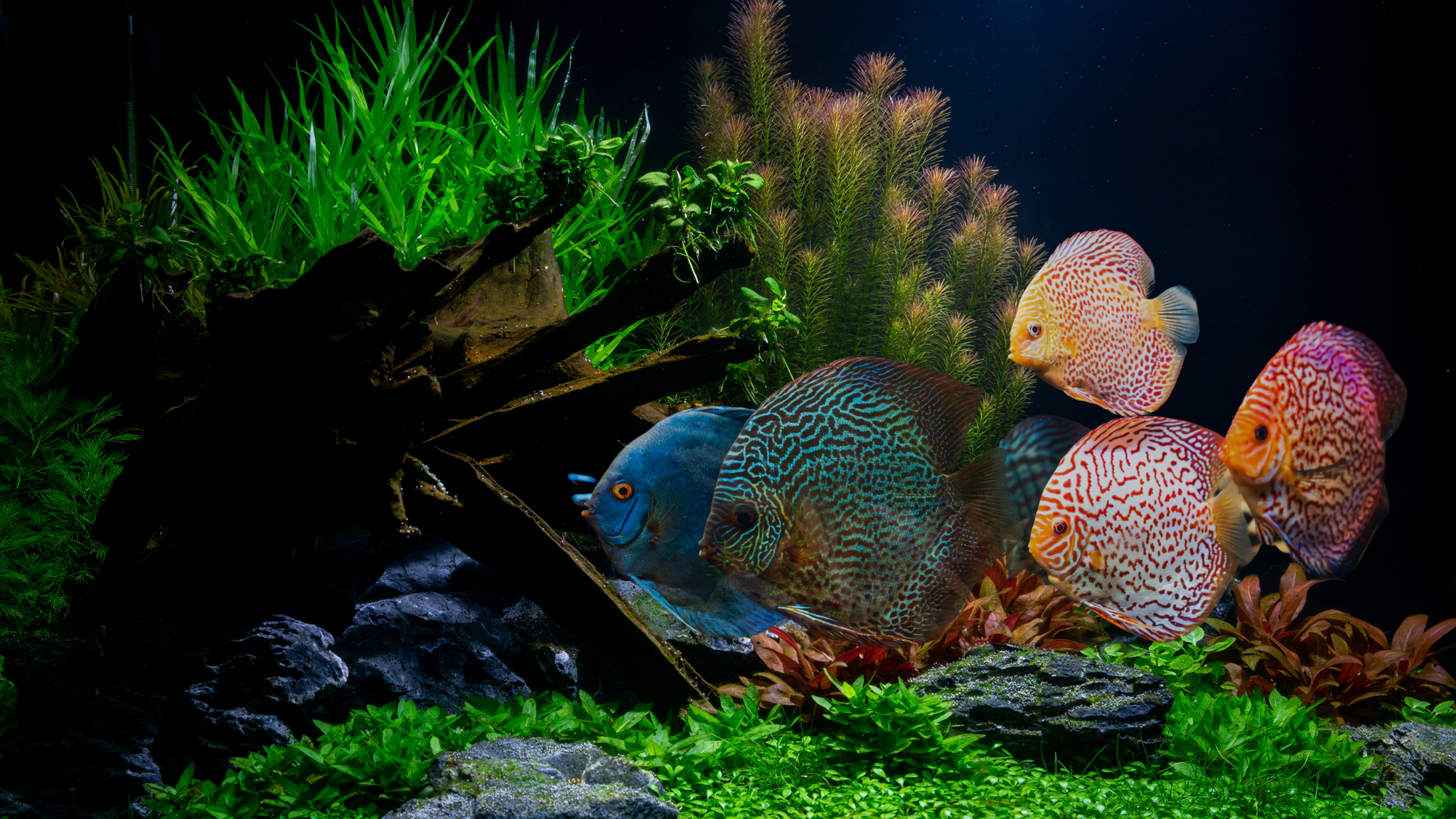 Properly Maintaining an Aquarium: A Simple Guide for a Healthy Tank