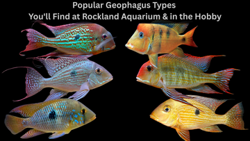 Popular Geophagus Types You'll Find at Rockland Aquarium & in the Hobby
