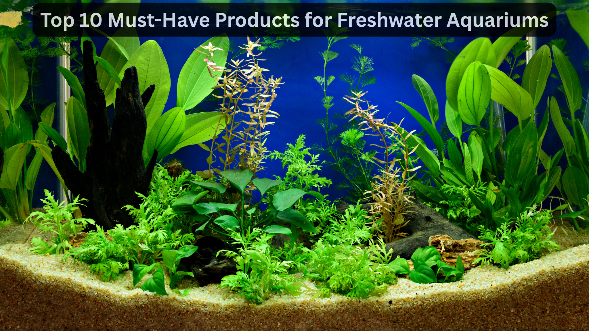Top 10 Must-Have Products for Freshwater Aquariums