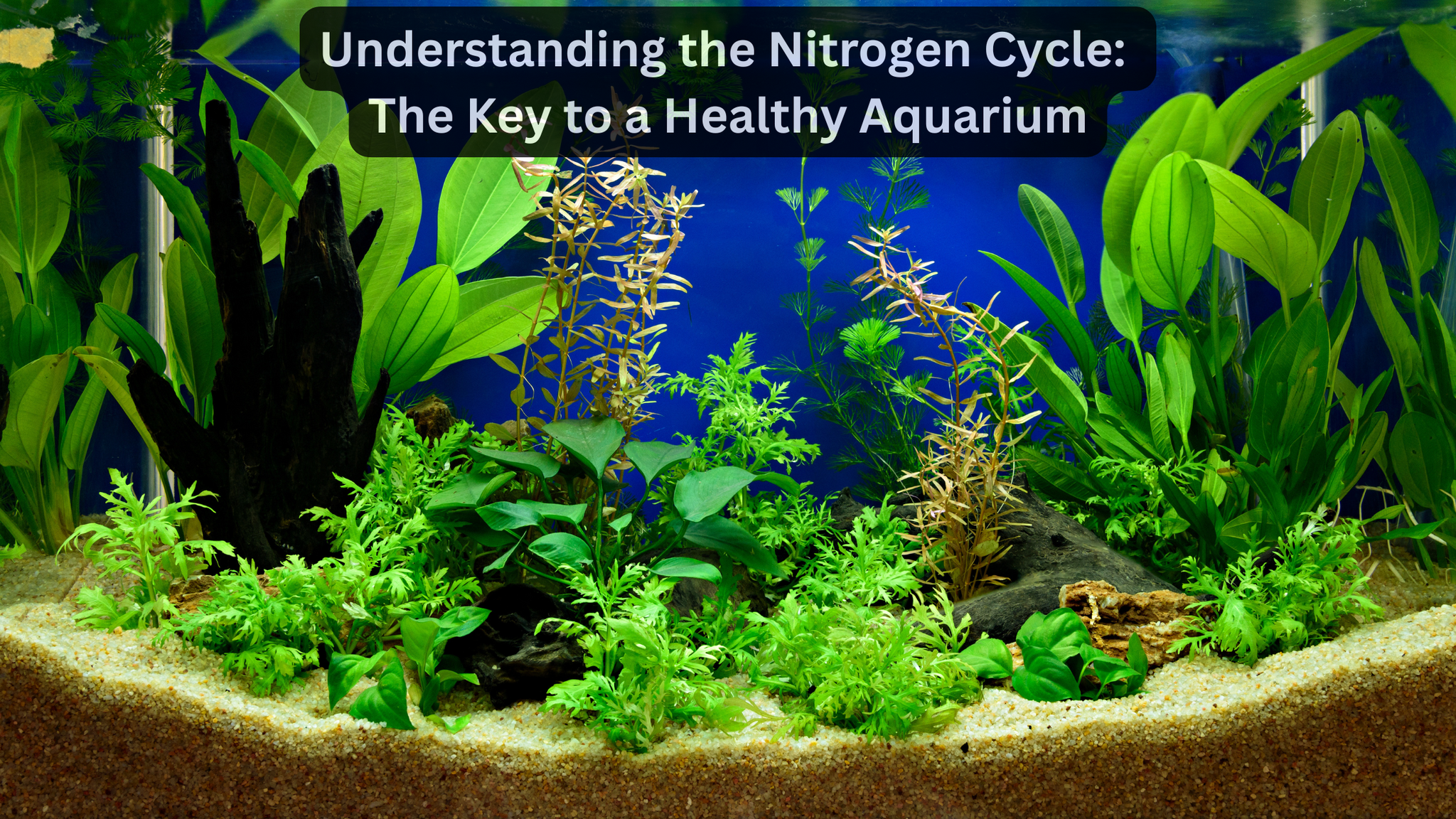 Understanding the Nitrogen Cycle: The Key to a Healthy Aquarium