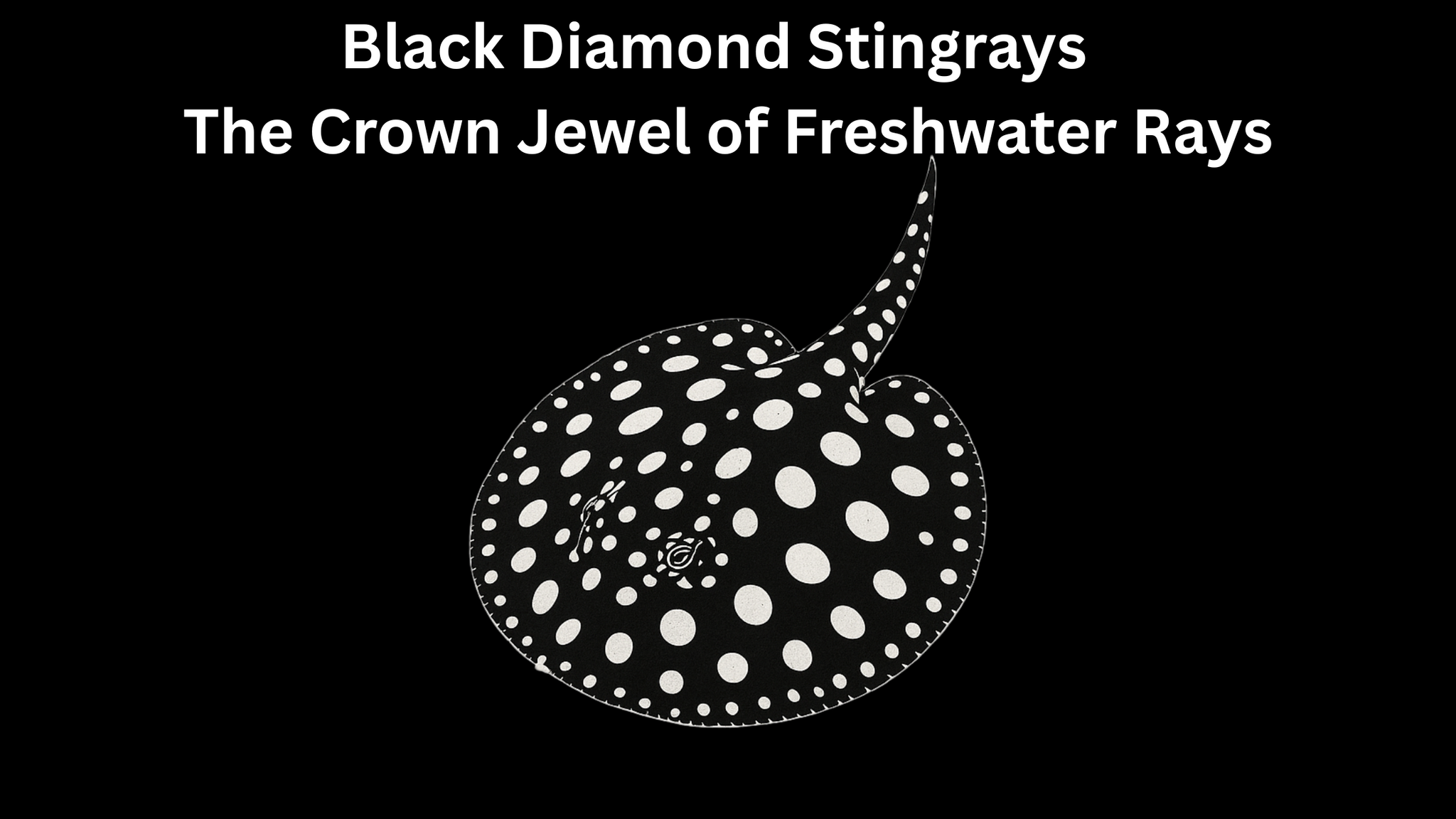 Black Diamond Stingrays for Sale – The Crown Jewel of Freshwater Rays