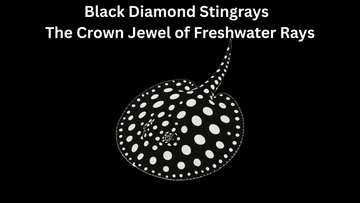 Black Diamond Stingrays for Sale – The Crown Jewel of Freshwater Rays