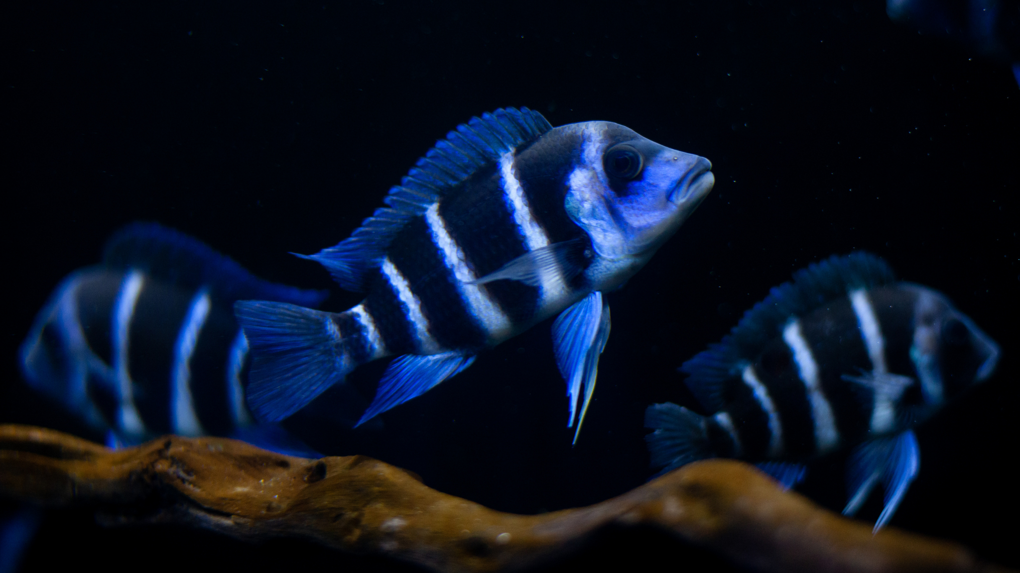 Creating a Thriving Tank for Blue Zaire Frontosa