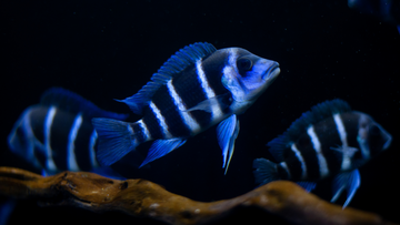 Creating a Thriving Tank for Blue Zaire Frontosa