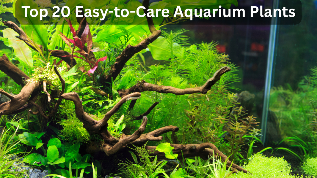 Top 20 Easy-to-Care Aquarium Plants