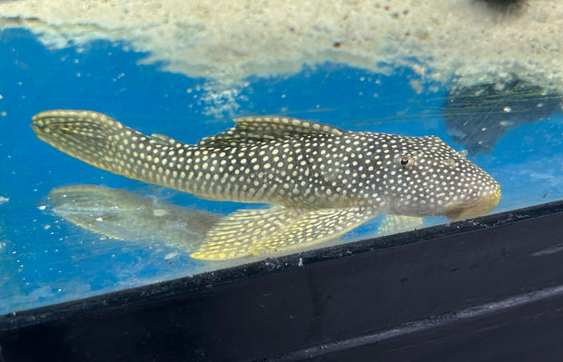 L14 Goldie Pleco -  - Live Fish (One Item)