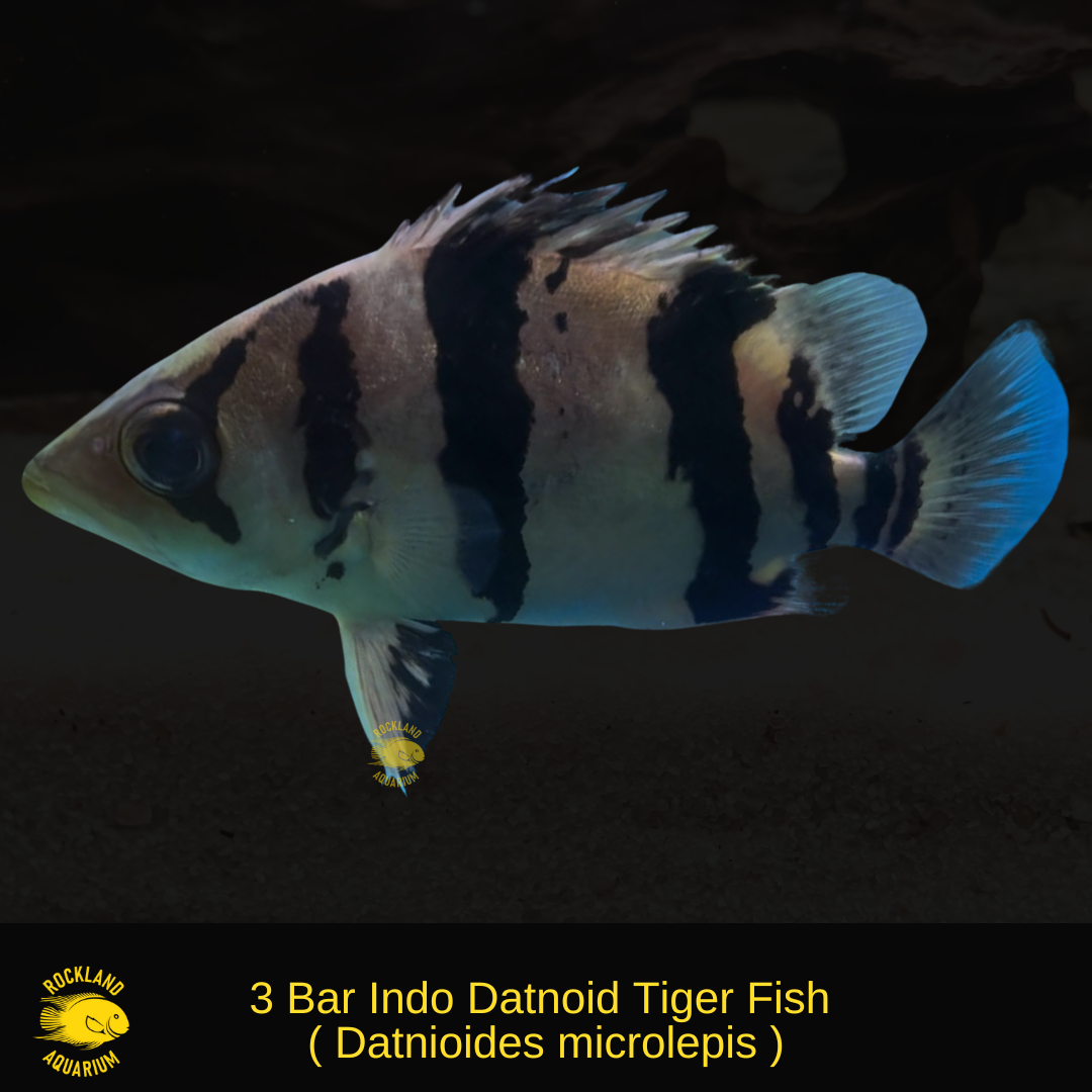 Mixed 3-Bar & 4-Bar Indo Datnoid Tiger Fish – Datnioides microlepis