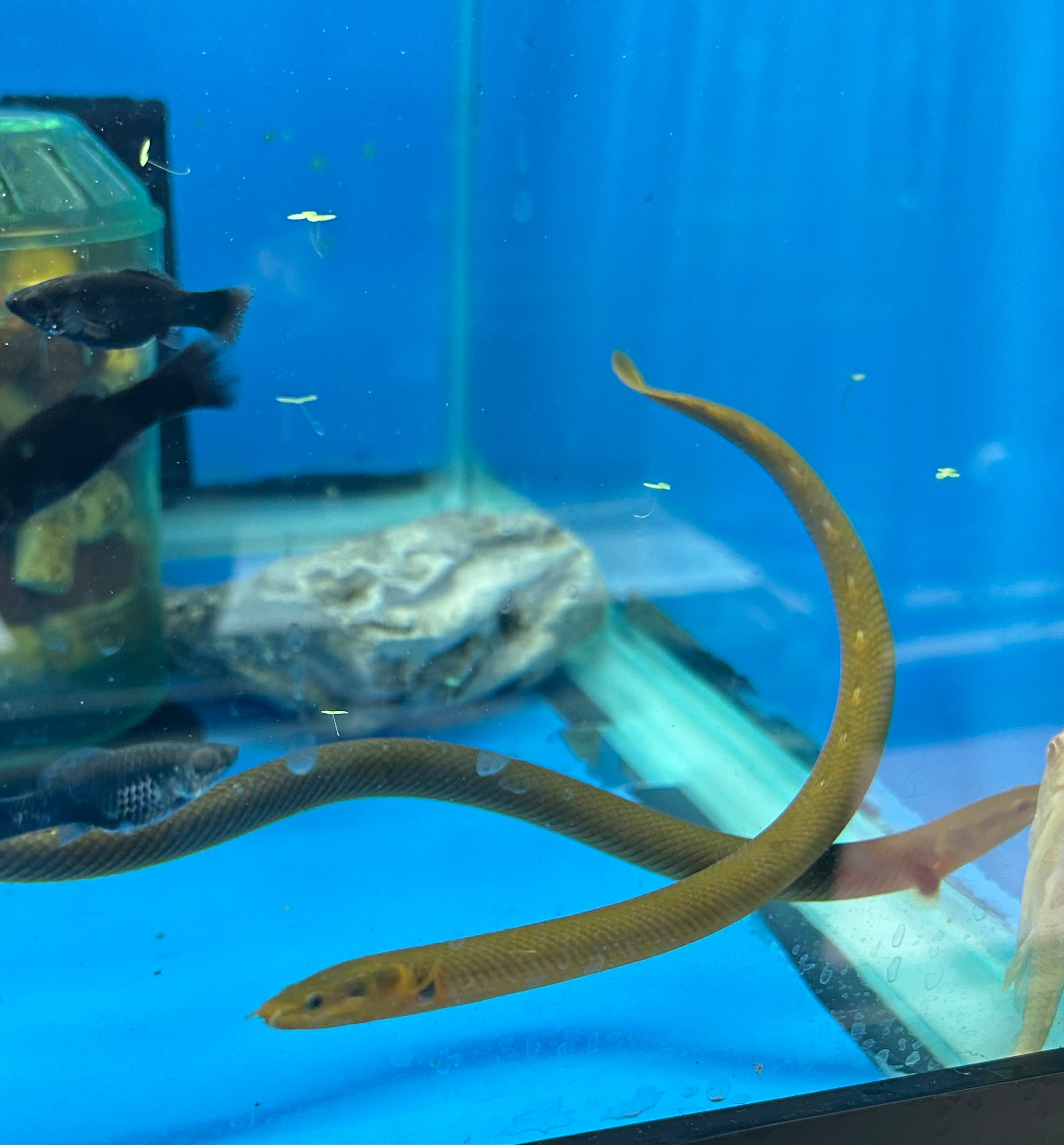 Erpe Fish Rope Fish - Erpetoichthys calabaricus – Dragon Snake Fish Live Fish