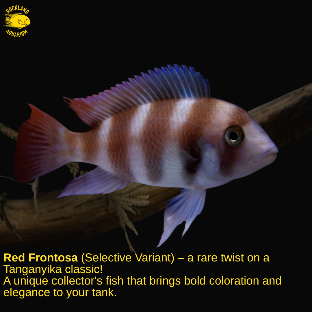 Brown / Red Frontosa - Cyphotilapia frontosa - Live Fish