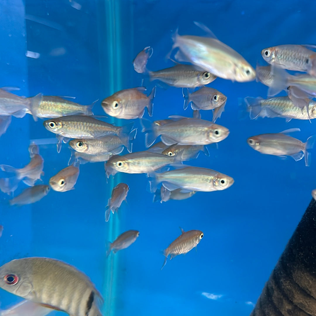 Congo Tetra Male – Phenacogrammus interruptus – Live Freshwater Fish