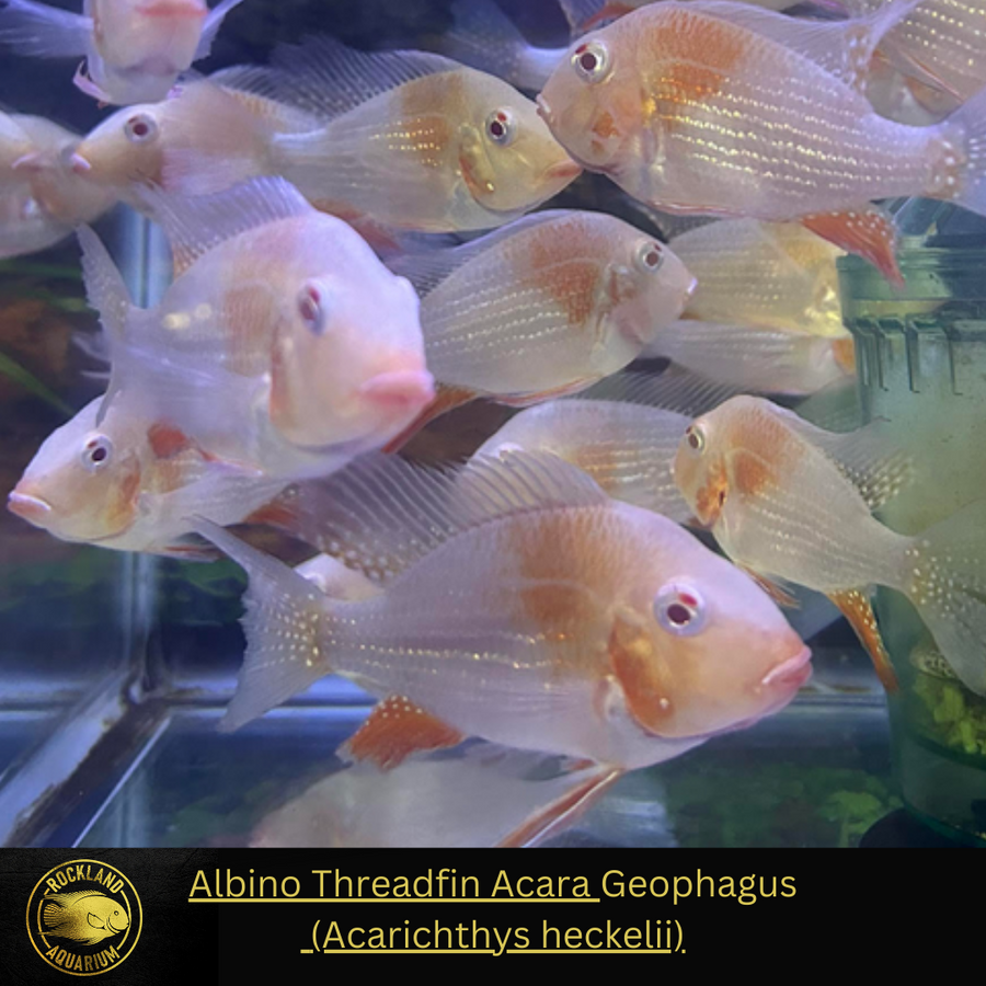 Albino Threadfin Acara Geophagus Acarichthys heckelii ‘albino Live