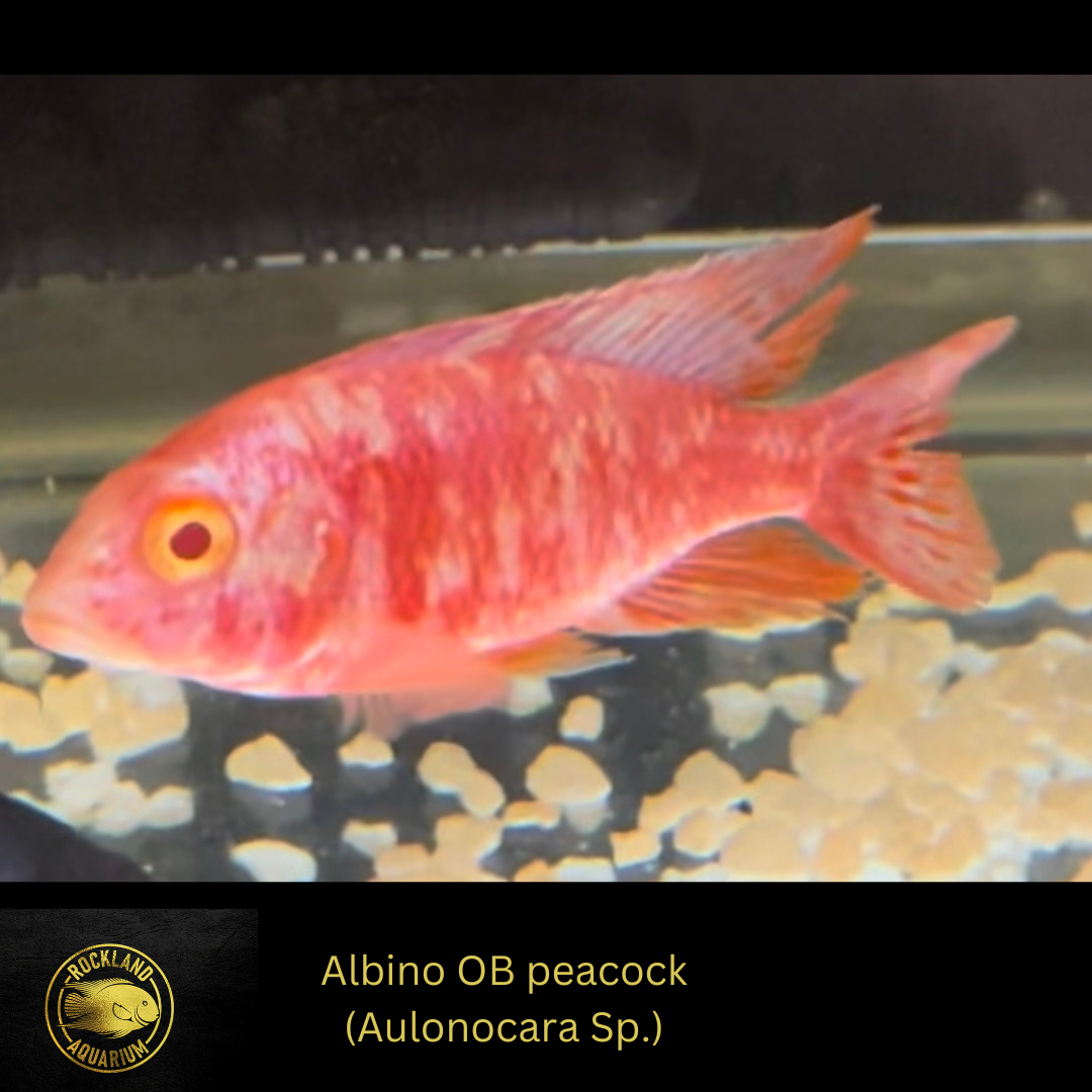Albino OB Peacock (Aulonocara sp.) 3.5"-4" - Live Fish - African Cichlid