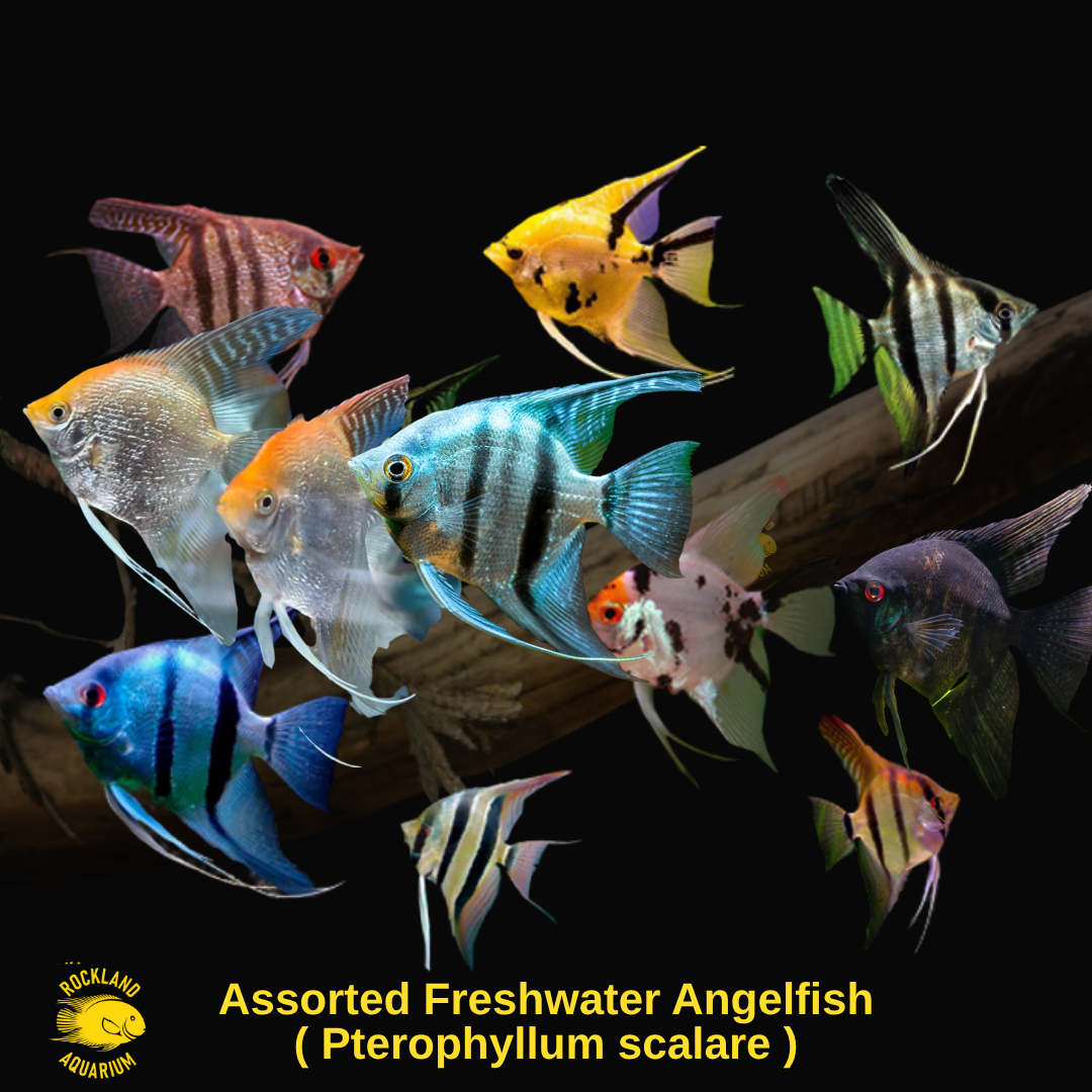 Assorted Fancy Angelfish Assorted Freshwater Angelfish – Premium Quality - Pterophyllum scalare